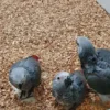 African Grey Baby Parrots-(Males/Females)