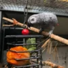 African grey for sale​