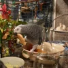 Timneh African Grey Parrots for Sale