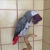 Timneh grey for sale​
